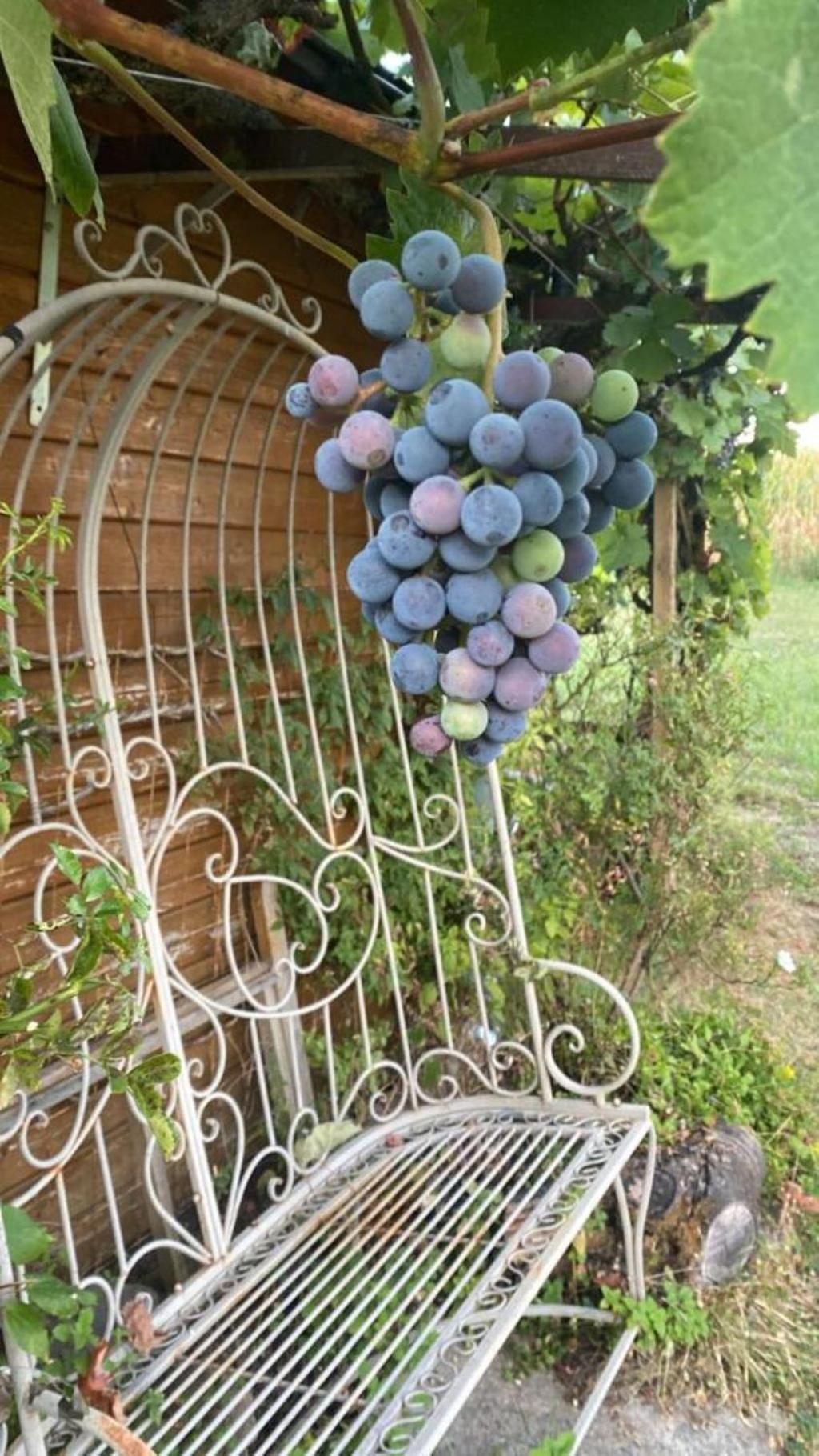 La Maison Des Roses Drachenbronn-Birlenbach Экстерьер фото